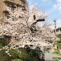 渋谷区松濤の賃貸物件/春の景色