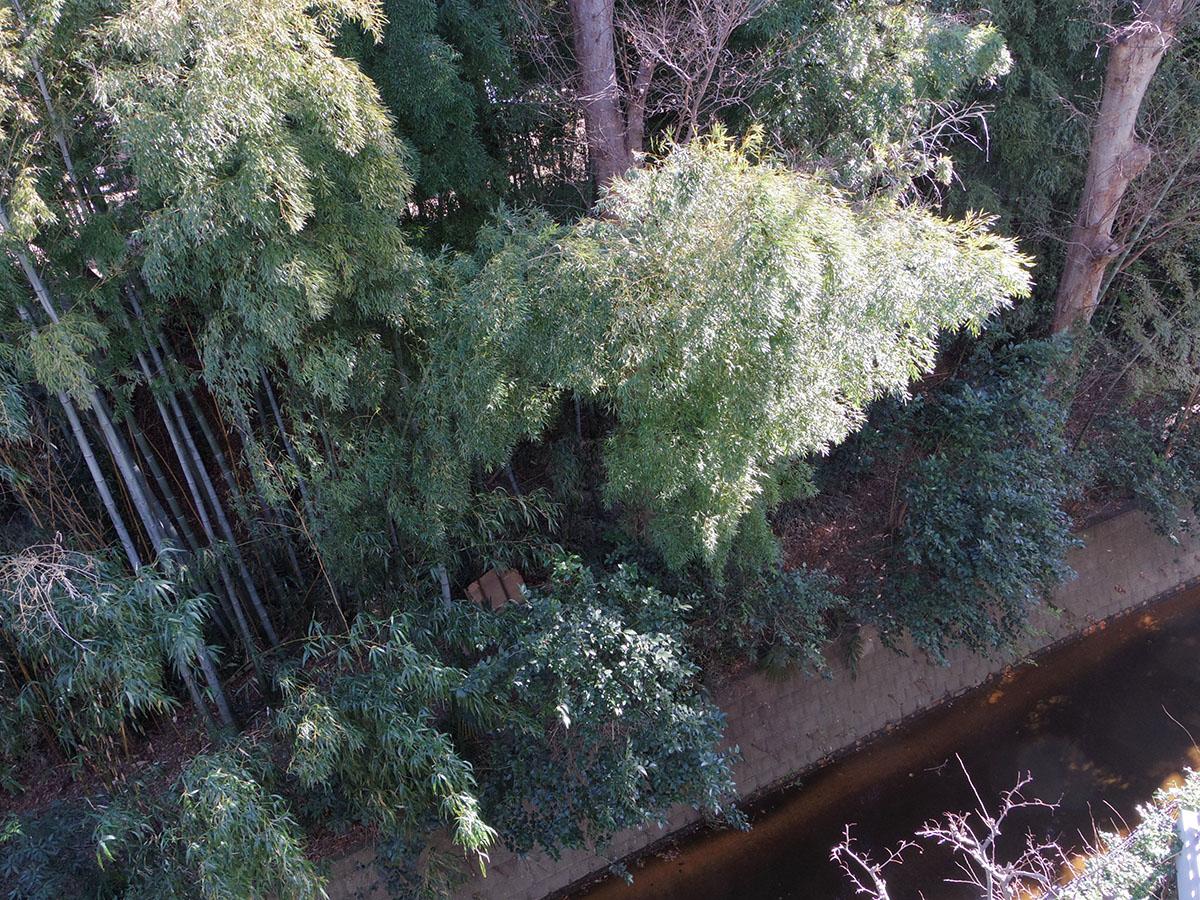林は隣の敷地に自生しています。下には小川が流れています