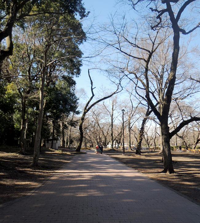駅前の道のり。井の頭公園をでかい庭だと思うとよりぜいたくな気持ちで生活できます