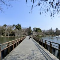 三鷹市牟礼の売買物件/井の頭公園：吉祥寺駅からはこの橋を渡って家に帰ります