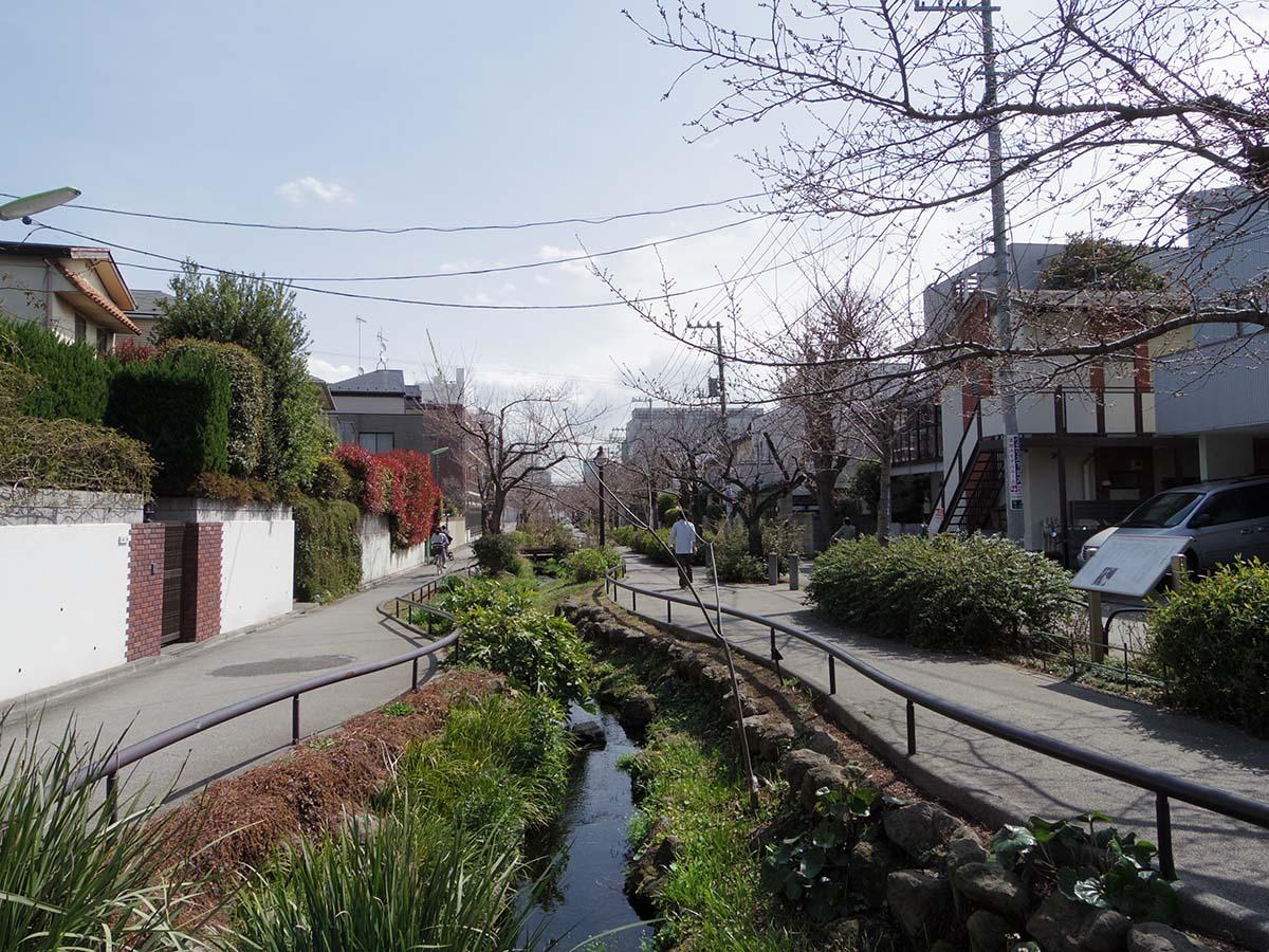 北沢川緑道。池尻方面までずっと、この桜並木の緑道が続きます