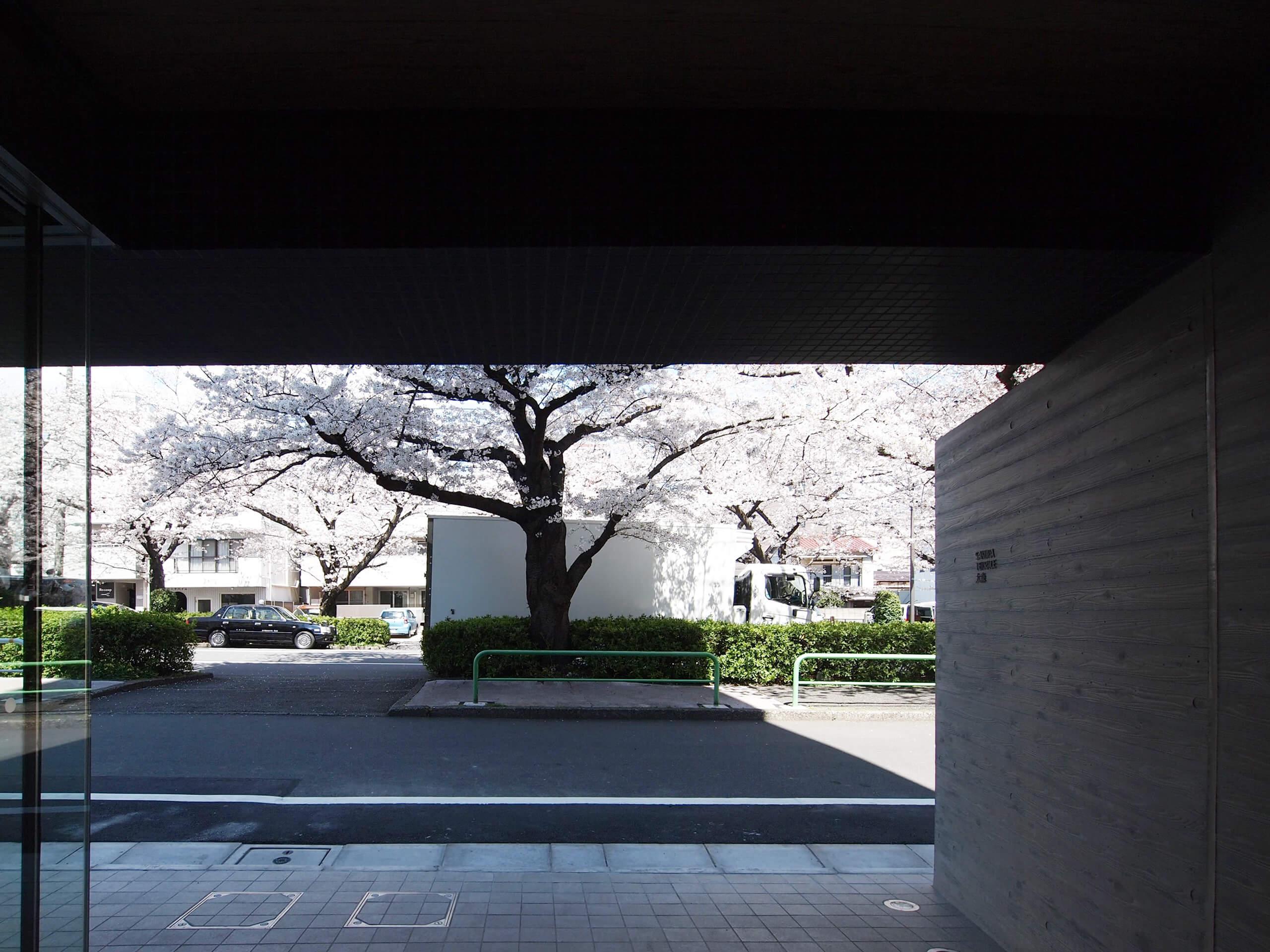 エントランスを出ると大きな桜の木が待っている