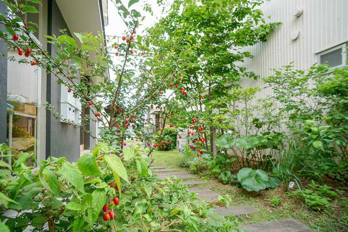 敷地内には植栽がわさわさと伸びる