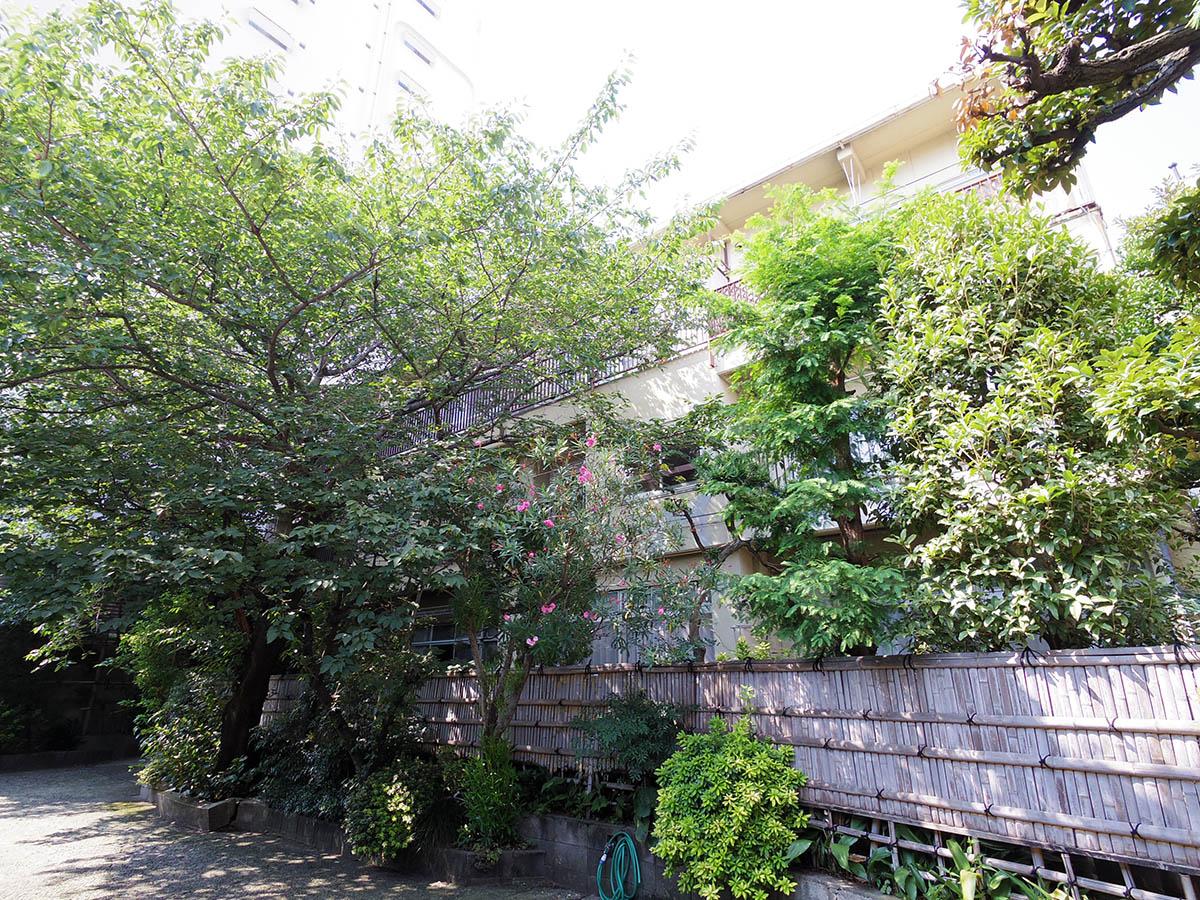 南側外観。桜の木以外も植えられている