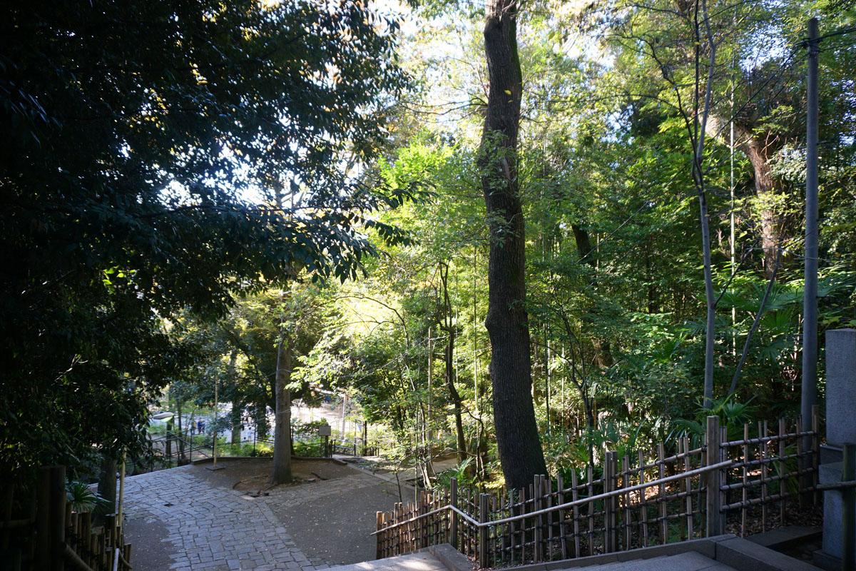 氷川神社:参道を抜けて約70段の階段を上がる、森林浴ができて気持ちいい