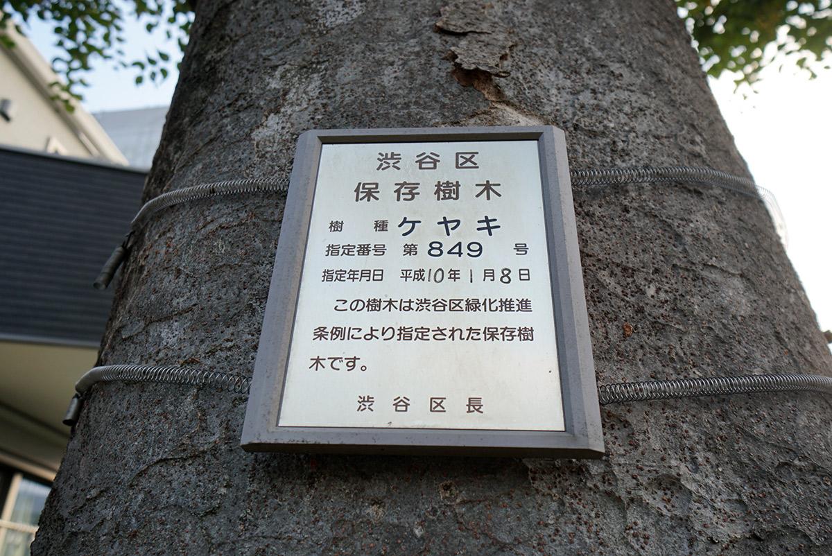 西側隣地の通路がググッと北側に曲がったあたり、既存古家の正面には渋谷区保存樹木のケヤキがあります