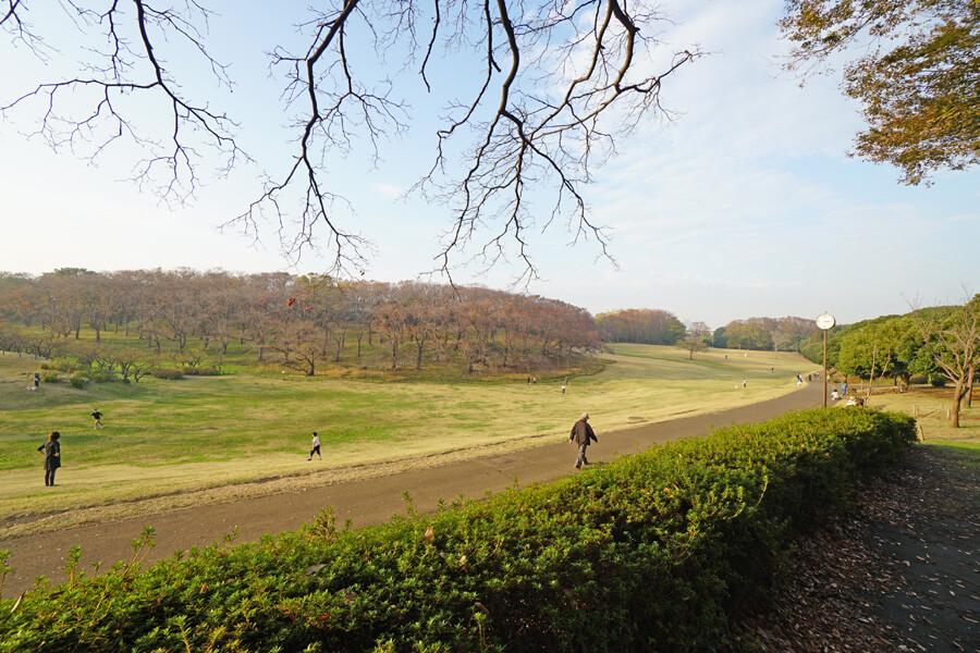 根岸森林公園。散歩にぴったり