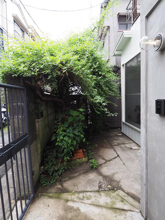 板橋区徳丸の賃貸物件/緑が茂る前庭スペース（写真は夏のもの）
