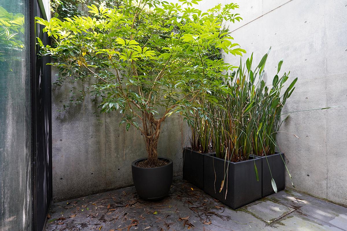 中庭にはお気に入りの植物を並べて