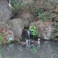 山形県山形市大字平清水の賃貸物件/鴨が庭の池に頻繁に遊びに来る。住宅街とは思えない光景。