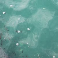 山形県鶴岡市堅苔沢の売買物件/目の前の漁港は魚影が濃い。釣り好きが集います。