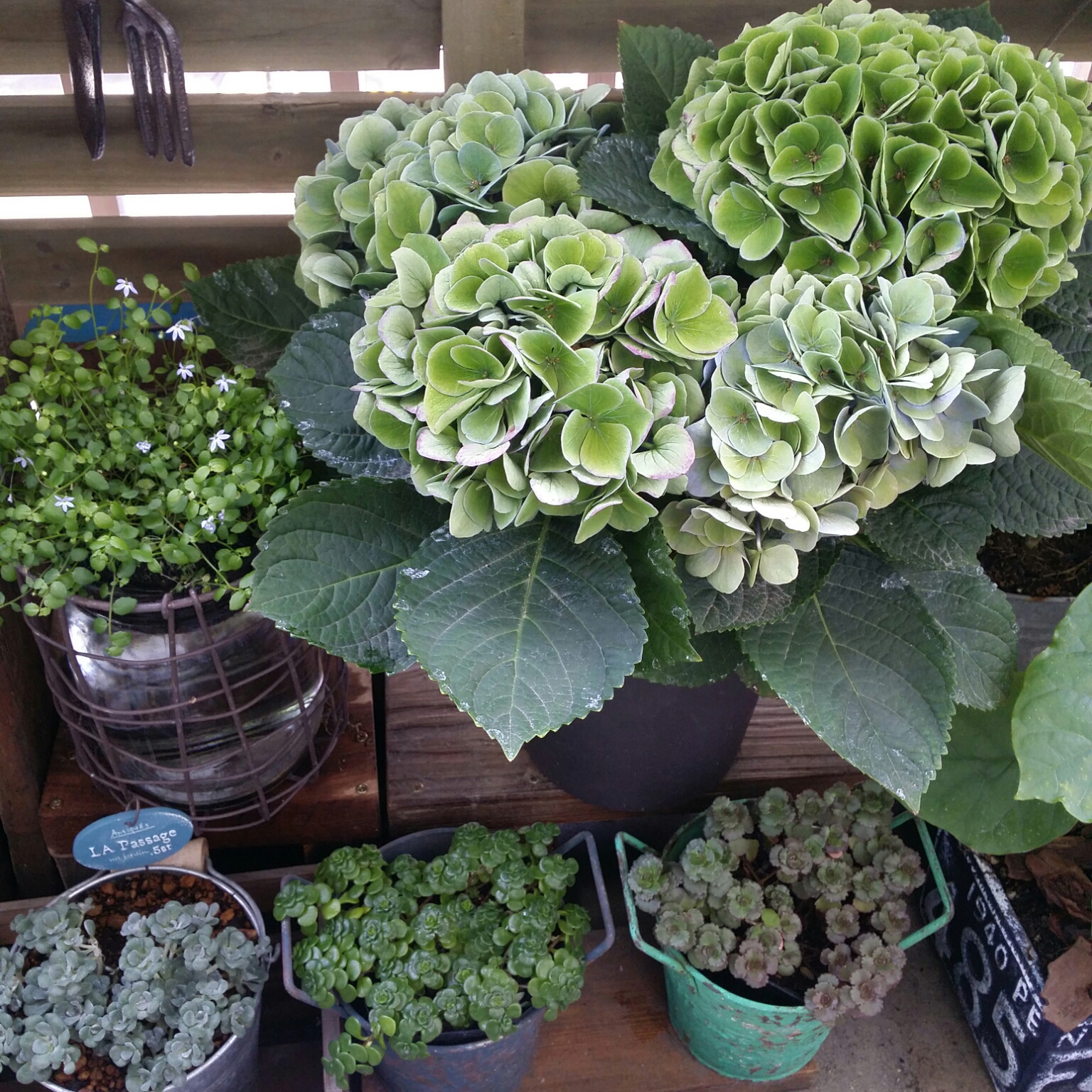 いいね!ありがとうございます♪/フォロワー様に感謝です !/紫陽花/賃貸でも楽しく♪/自己満足( ̄^ ̄)ゞ...などのインテリア実例 - 2017-06-16 14:52:16