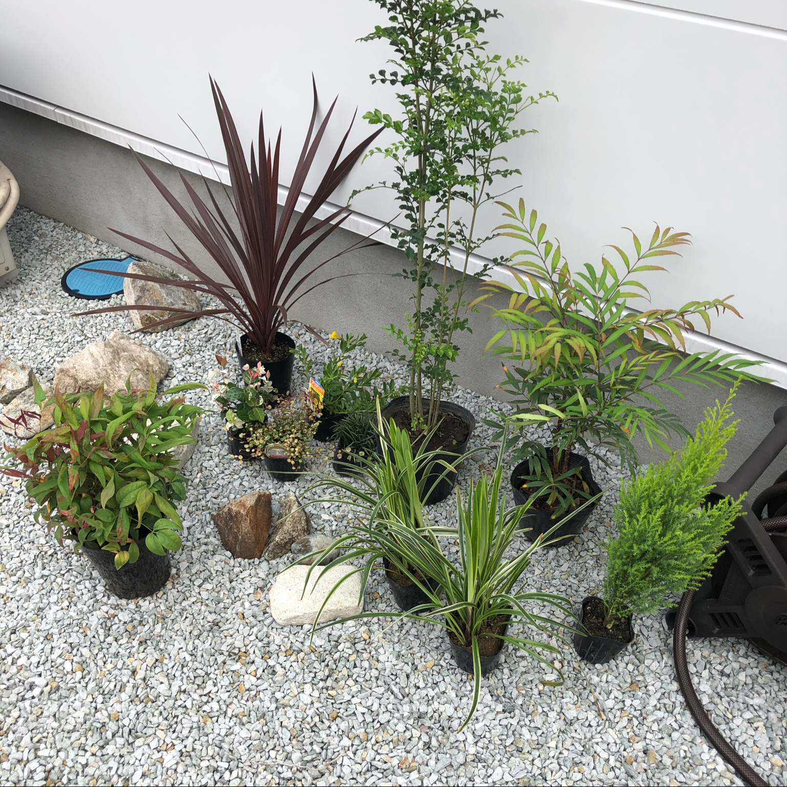 ゴールドクレスト マホニアコンフューサ おたふく南天 ワイヤープランツ 初雪カズラ などのインテリア実例 06 24 29 Roomclip ルームクリップ