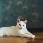 catseye