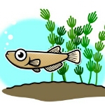 ayacky01