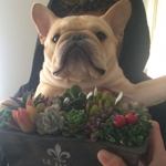 pero_the_dog