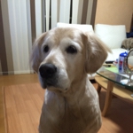 Poaluさんのお部屋
