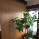 chiroさんのお部屋