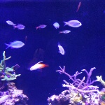 yuitic
