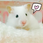 omochiさんのお部屋