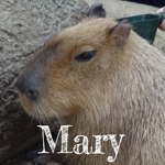 Maryさんのお部屋