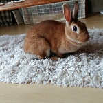 hirariさんのお部屋