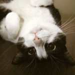 cookiecat.yさんのお部屋
