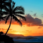 aloha