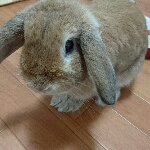 ruruさんのお部屋