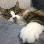 mosuraさんのお部屋