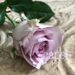 capel