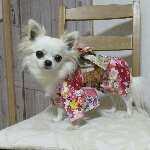 sachikoro