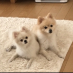 kinakoさんのお部屋
