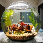 aineさんのお部屋