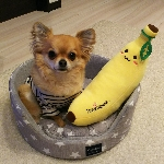 kojikojiさんのお部屋