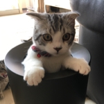 tomommyさんのお部屋