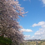 rara