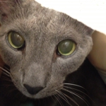 chi.nyanさんのお部屋