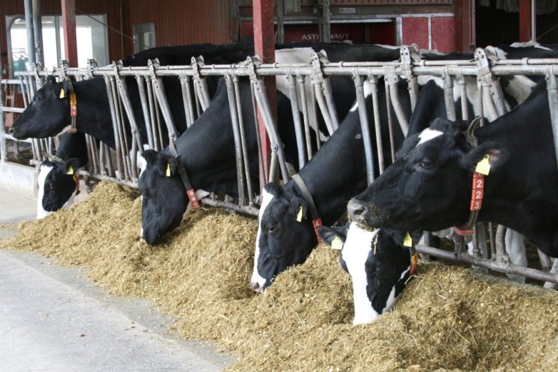 吊り下げ多肉植物:種類、手入れ、繁殖方法