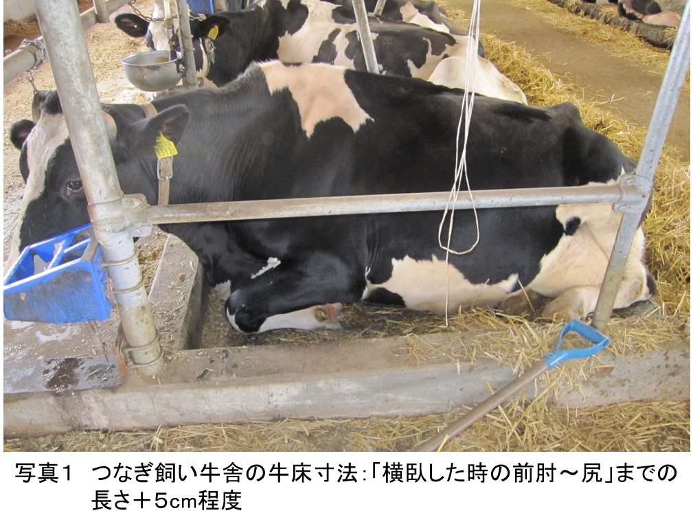 絹を生産する動物 - カイコ