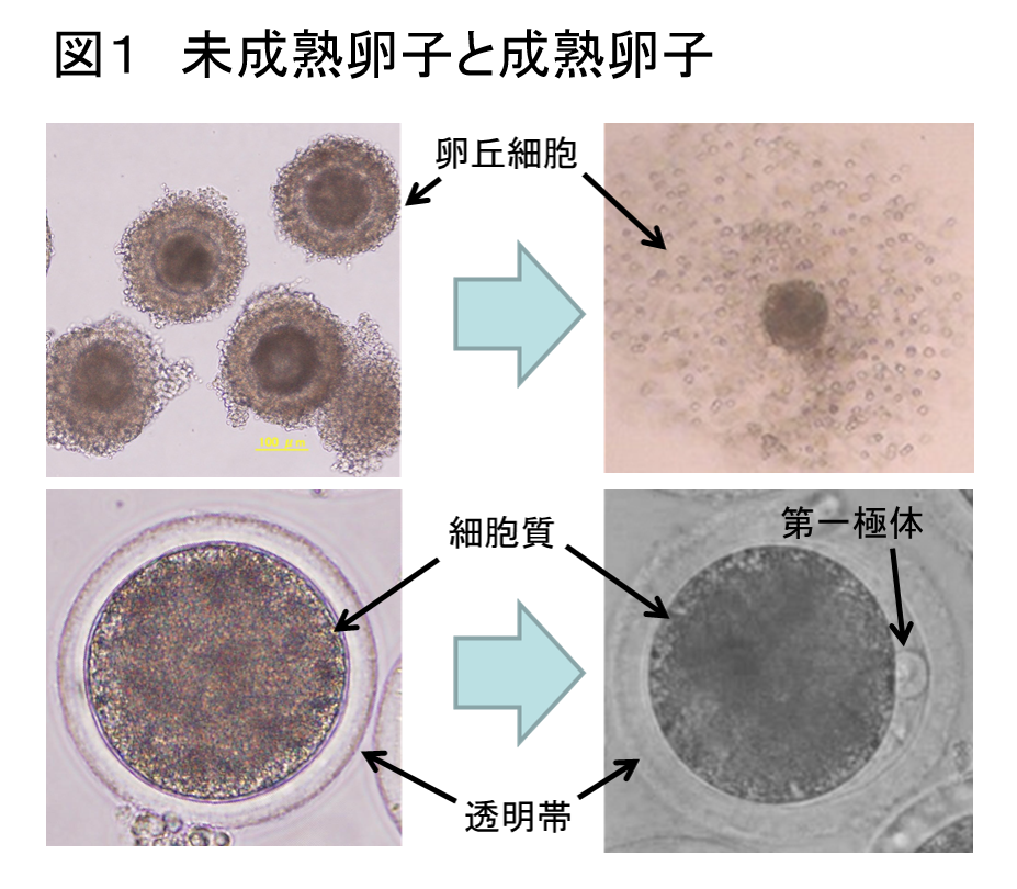 牛の繁殖管理の理論と実際 ≪第1回≫卵子は始原生殖細胞から