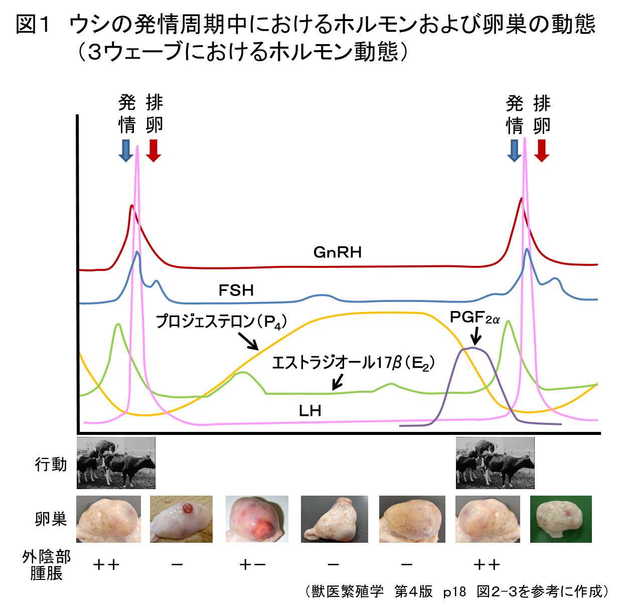 牛の繁殖管理の理論と実際 ≪第3回≫牛の発情周期における卵胞波