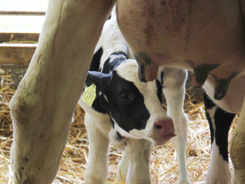 生物にとっての炭素の重要性とは - 炭素とは何ですか?
