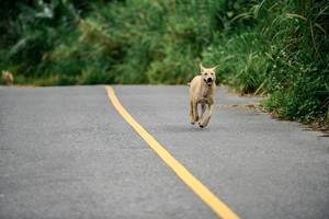 BIB: 
                            <button type="button" onclick="openModal(24893335)" class="btn btn-primary btn-sm float-right btn-popup" data-toggle="modal" data-target=".modal-high-quality">
                        <i class="fas fa-shopping-cart"></i> Add to Cart
                    </button>
                                            <button type="button" onclick="isThisMe(24893335, true)" class="btn btn-success btn-sm float-right btn-popup btn-isme hidden" data-toggle="tooltip" data-placement="bottom" title="นี่คือรูปของคุณใช่ไหม คลิกที่นี่เพื่อเอาเข้าอัลบั้ม">
                        <i class="fas fa-plus"></i> Add to album
                    </button>
                    <button type="button" onclick="isThisMe(24893335, false)" class="btn btn-warning btn-sm float-right btn-popup btn-isnotme hidden">
                        <i class="fas fa-ban"></i> Remove from album
                    </button>