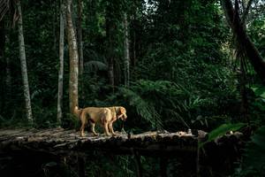 BIB: 
                            <button type="button" onclick="openModal(24762000)" class="btn btn-primary btn-sm float-right btn-popup" data-toggle="modal" data-target=".modal-high-quality">
                        <i class="fas fa-shopping-cart"></i> Add to Cart
                    </button>
                                            <button type="button" onclick="isThisMe(24762000, true)" class="btn btn-success btn-sm float-right btn-popup btn-isme hidden" data-toggle="tooltip" data-placement="bottom" title="นี่คือรูปของคุณใช่ไหม คลิกที่นี่เพื่อเอาเข้าอัลบั้ม">
                        <i class="fas fa-plus"></i> Add to album
                    </button>
                    <button type="button" onclick="isThisMe(24762000, false)" class="btn btn-warning btn-sm float-right btn-popup btn-isnotme hidden">
                        <i class="fas fa-ban"></i> Remove from album
                    </button>