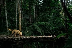 BIB: 
                            <button type="button" onclick="openModal(24762023)" class="btn btn-primary btn-sm float-right btn-popup" data-toggle="modal" data-target=".modal-high-quality">
                        <i class="fas fa-shopping-cart"></i> Add to Cart
                    </button>
                                            <button type="button" onclick="isThisMe(24762023, true)" class="btn btn-success btn-sm float-right btn-popup btn-isme hidden" data-toggle="tooltip" data-placement="bottom" title="นี่คือรูปของคุณใช่ไหม คลิกที่นี่เพื่อเอาเข้าอัลบั้ม">
                        <i class="fas fa-plus"></i> Add to album
                    </button>
                    <button type="button" onclick="isThisMe(24762023, false)" class="btn btn-warning btn-sm float-right btn-popup btn-isnotme hidden">
                        <i class="fas fa-ban"></i> Remove from album
                    </button>