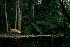 BIB: 
                            <button type="button" onclick="openModal(24762016)" class="btn btn-primary btn-sm float-right btn-popup" data-toggle="modal" data-target=".modal-high-quality">
                        <i class="fas fa-shopping-cart"></i> Add to Cart
                    </button>
                                            <button type="button" onclick="isThisMe(24762016, true)" class="btn btn-success btn-sm float-right btn-popup btn-isme hidden" data-toggle="tooltip" data-placement="bottom" title="นี่คือรูปของคุณใช่ไหม คลิกที่นี่เพื่อเอาเข้าอัลบั้ม">
                        <i class="fas fa-plus"></i> Add to album
                    </button>
                    <button type="button" onclick="isThisMe(24762016, false)" class="btn btn-warning btn-sm float-right btn-popup btn-isnotme hidden">
                        <i class="fas fa-ban"></i> Remove from album
                    </button>