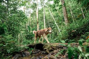 BIB: 
                            <button type="button" onclick="openModal(24768941)" class="btn btn-primary btn-sm float-right btn-popup" data-toggle="modal" data-target=".modal-high-quality">
                        <i class="fas fa-shopping-cart"></i> Add to Cart
                    </button>
                                            <button type="button" onclick="isThisMe(24768941, true)" class="btn btn-success btn-sm float-right btn-popup btn-isme hidden" data-toggle="tooltip" data-placement="bottom" title="นี่คือรูปของคุณใช่ไหม คลิกที่นี่เพื่อเอาเข้าอัลบั้ม">
                        <i class="fas fa-plus"></i> Add to album
                    </button>
                    <button type="button" onclick="isThisMe(24768941, false)" class="btn btn-warning btn-sm float-right btn-popup btn-isnotme hidden">
                        <i class="fas fa-ban"></i> Remove from album
                    </button>