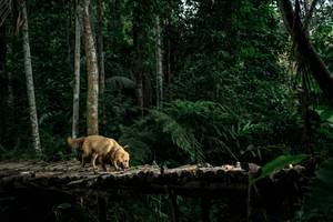 BIB: 
                            <button type="button" onclick="openModal(24762008)" class="btn btn-primary btn-sm float-right btn-popup" data-toggle="modal" data-target=".modal-high-quality">
                        <i class="fas fa-shopping-cart"></i> Add to Cart
                    </button>
                                            <button type="button" onclick="isThisMe(24762008, true)" class="btn btn-success btn-sm float-right btn-popup btn-isme hidden" data-toggle="tooltip" data-placement="bottom" title="นี่คือรูปของคุณใช่ไหม คลิกที่นี่เพื่อเอาเข้าอัลบั้ม">
                        <i class="fas fa-plus"></i> Add to album
                    </button>
                    <button type="button" onclick="isThisMe(24762008, false)" class="btn btn-warning btn-sm float-right btn-popup btn-isnotme hidden">
                        <i class="fas fa-ban"></i> Remove from album
                    </button>