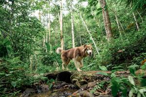 BIB: 
                            <button type="button" onclick="openModal(24768929)" class="btn btn-primary btn-sm float-right btn-popup" data-toggle="modal" data-target=".modal-high-quality">
                        <i class="fas fa-shopping-cart"></i> Add to Cart
                    </button>
                                            <button type="button" onclick="isThisMe(24768929, true)" class="btn btn-success btn-sm float-right btn-popup btn-isme hidden" data-toggle="tooltip" data-placement="bottom" title="นี่คือรูปของคุณใช่ไหม คลิกที่นี่เพื่อเอาเข้าอัลบั้ม">
                        <i class="fas fa-plus"></i> Add to album
                    </button>
                    <button type="button" onclick="isThisMe(24768929, false)" class="btn btn-warning btn-sm float-right btn-popup btn-isnotme hidden">
                        <i class="fas fa-ban"></i> Remove from album
                    </button>